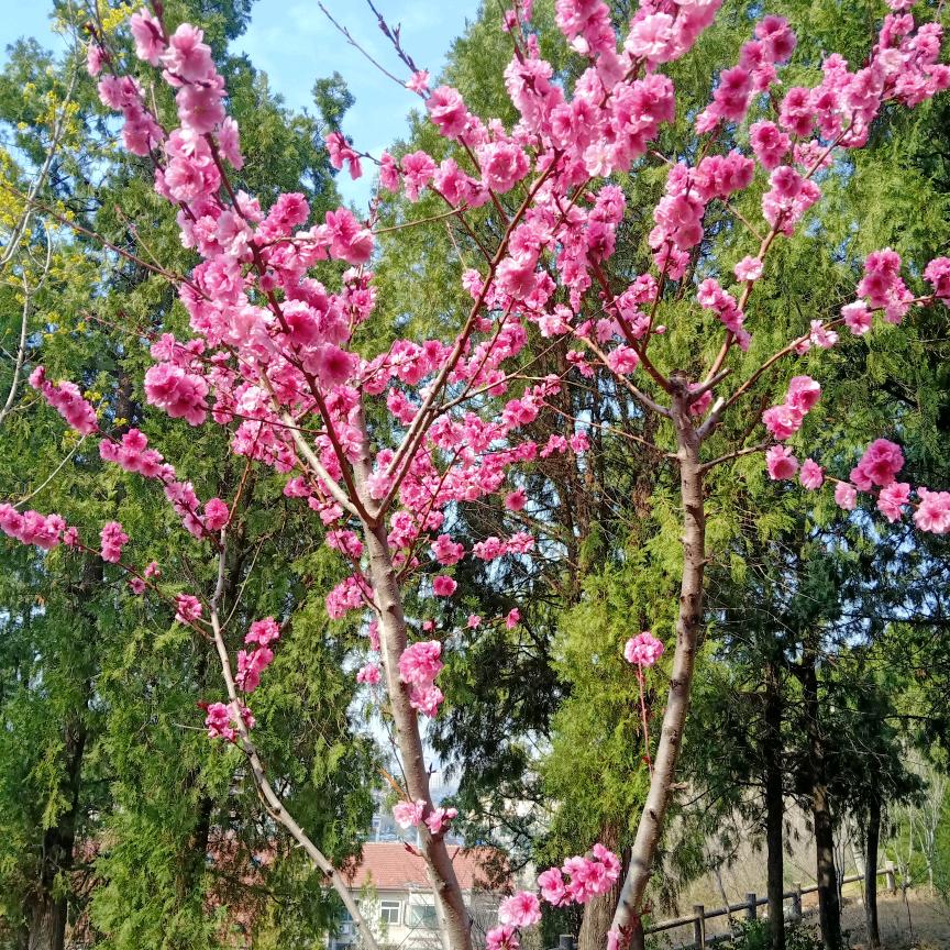 平安