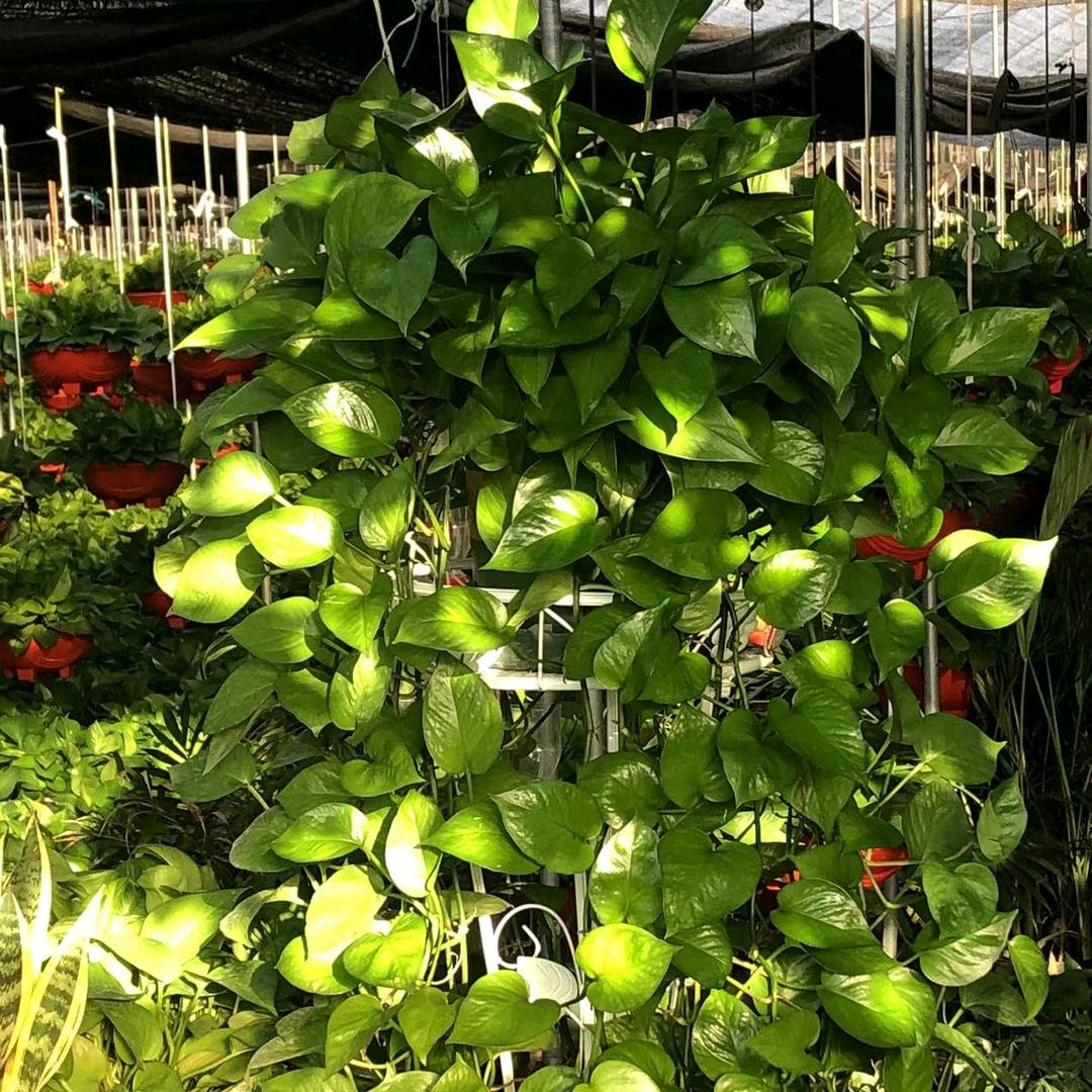 雪儿花卉绿植园艺