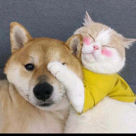 四时好宠物酒店官方号