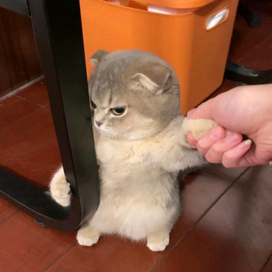 小夯货丶