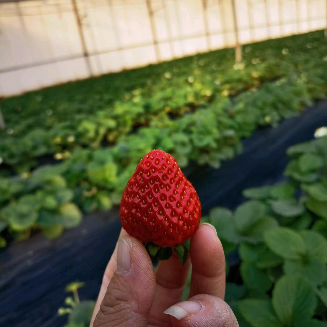 🍎心的祈祷🍎🍎🍎