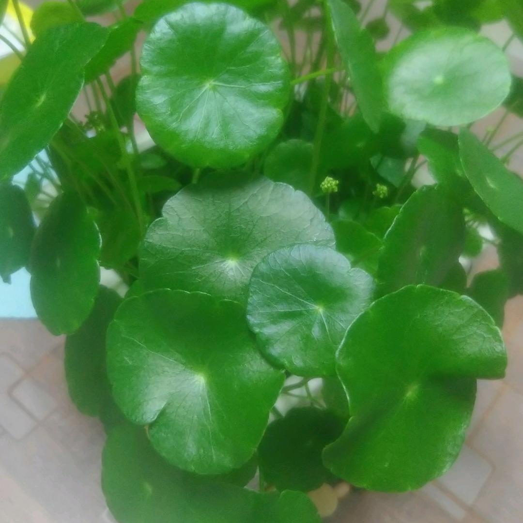 光芒之剑头像