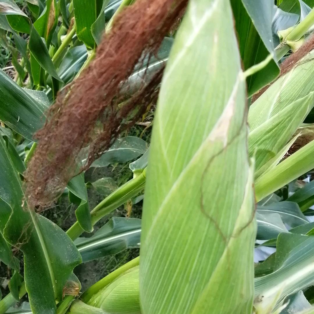 小吴糯玉米批发