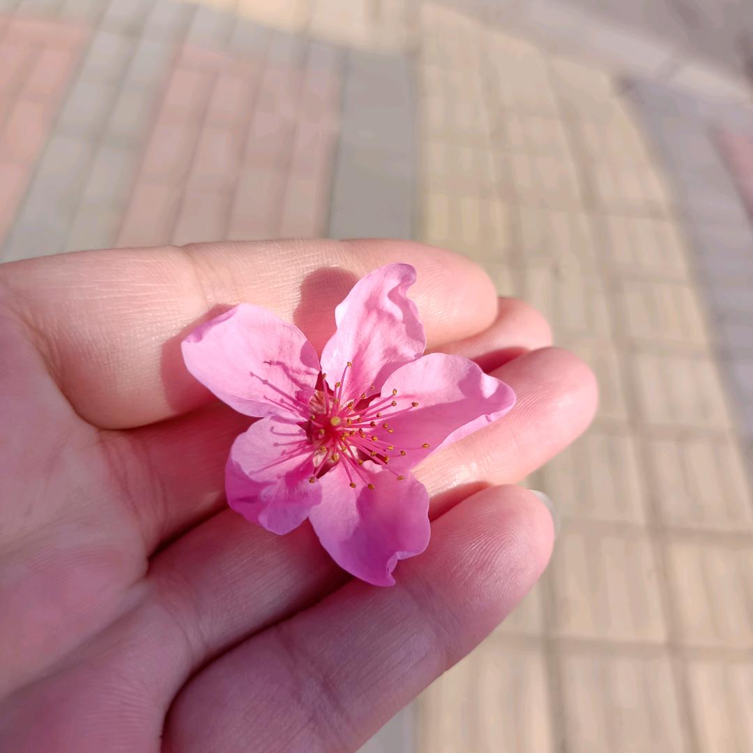 亢冭冭🌸