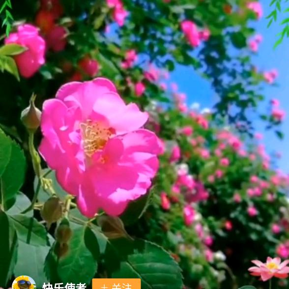 开心每天