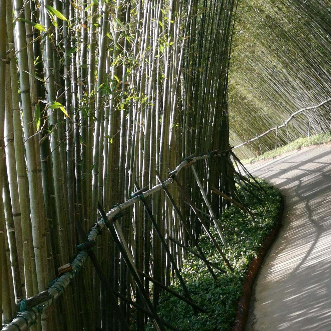 梓树