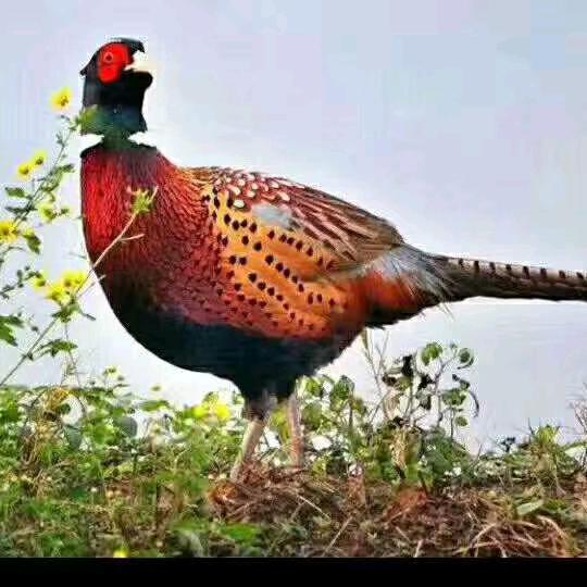 养山鸡🐔的小哥哥