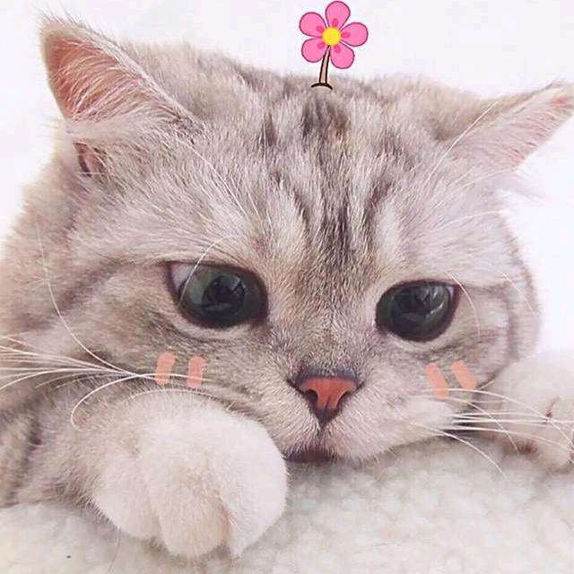 .喵喵