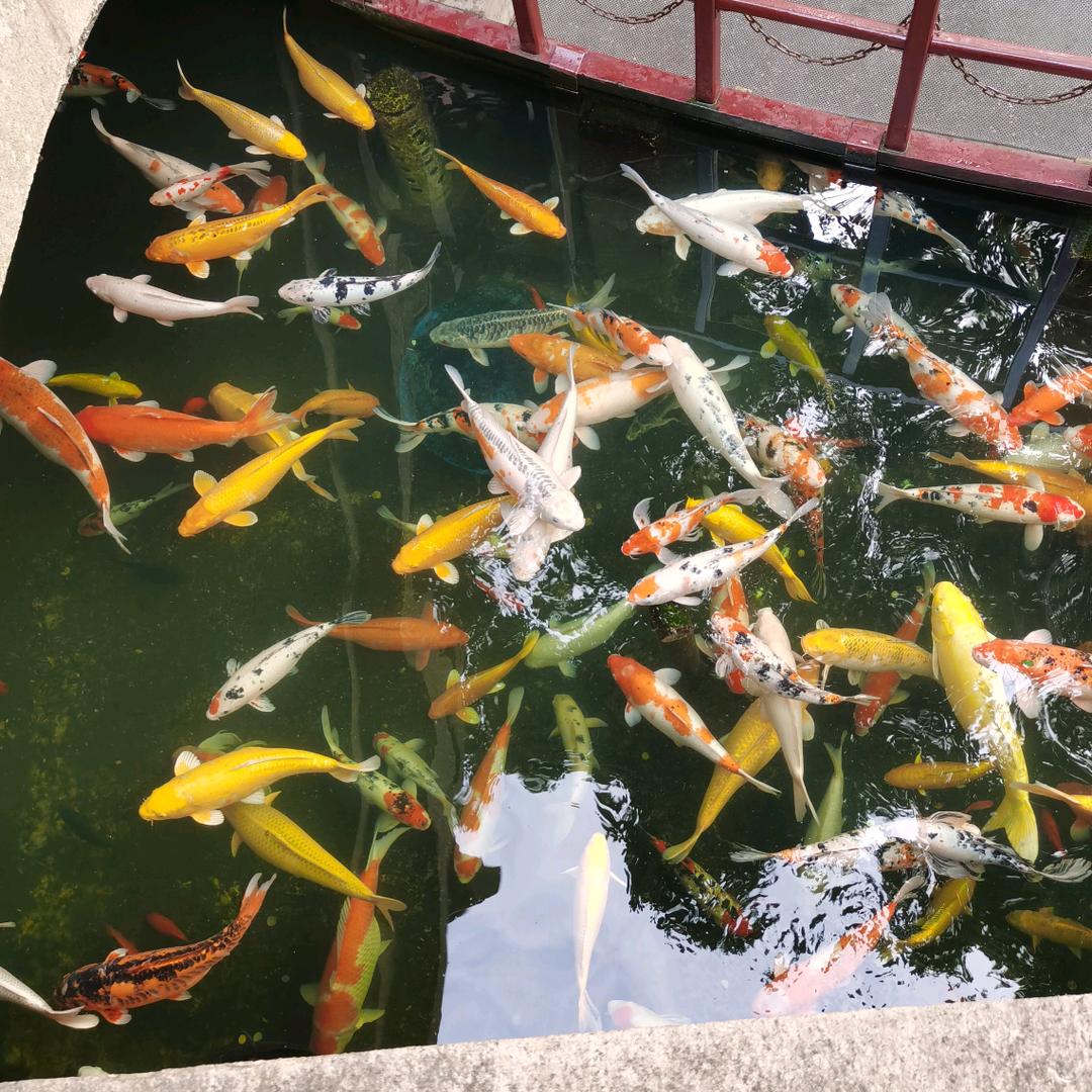 毛小宝