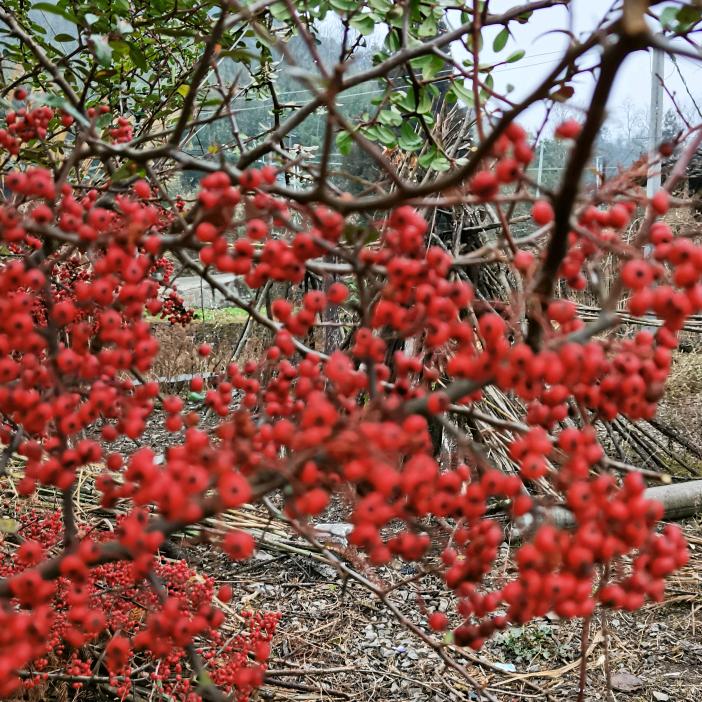 流动酒席—娟儿