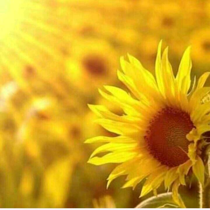太阳花🌻