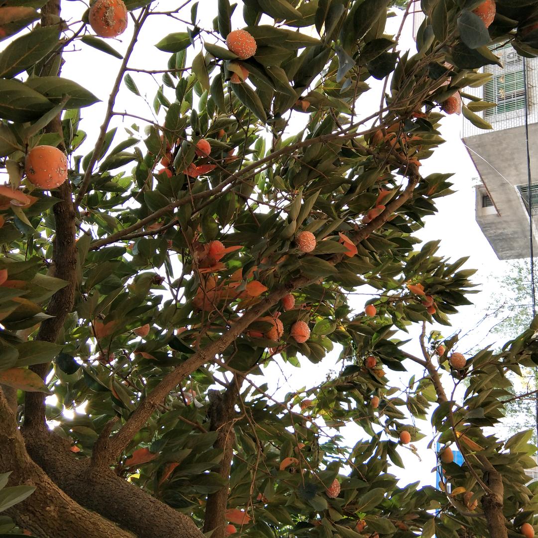 淡然52o拒绝私聊