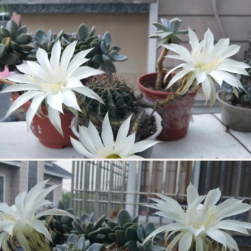 ₍˄·͈༝·͈˄₎◞ ̑̑幸福加马₍˄·