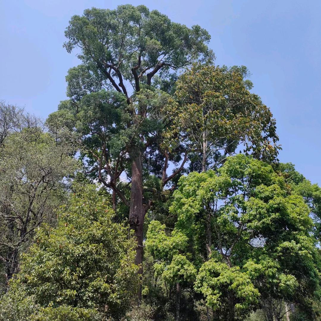 茂林