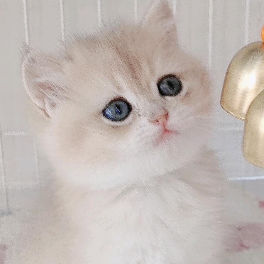 宠爱萌猫