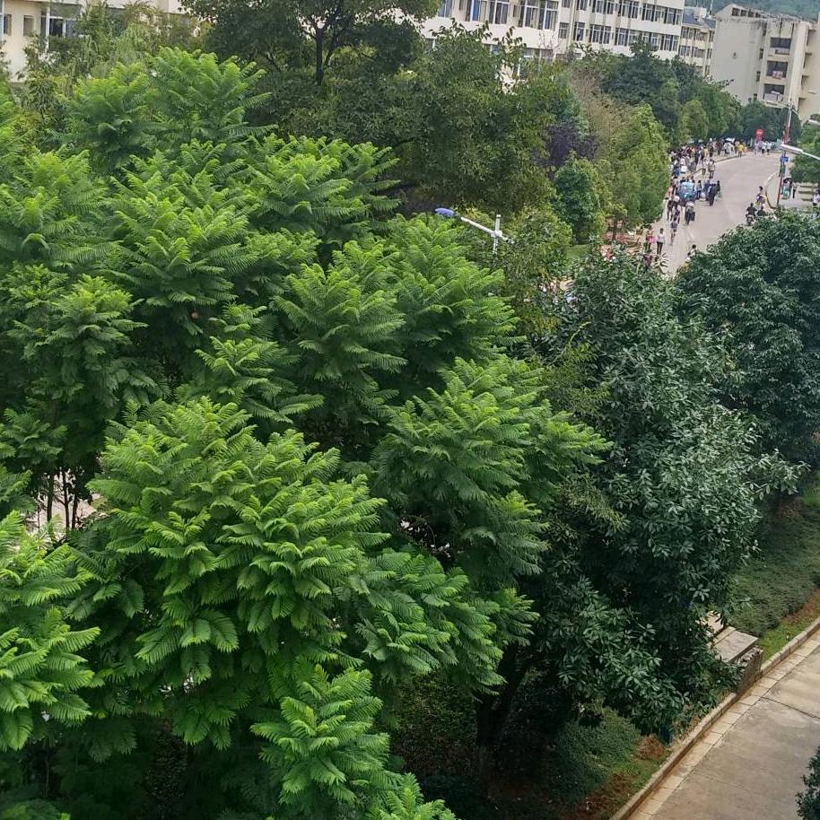 苹果