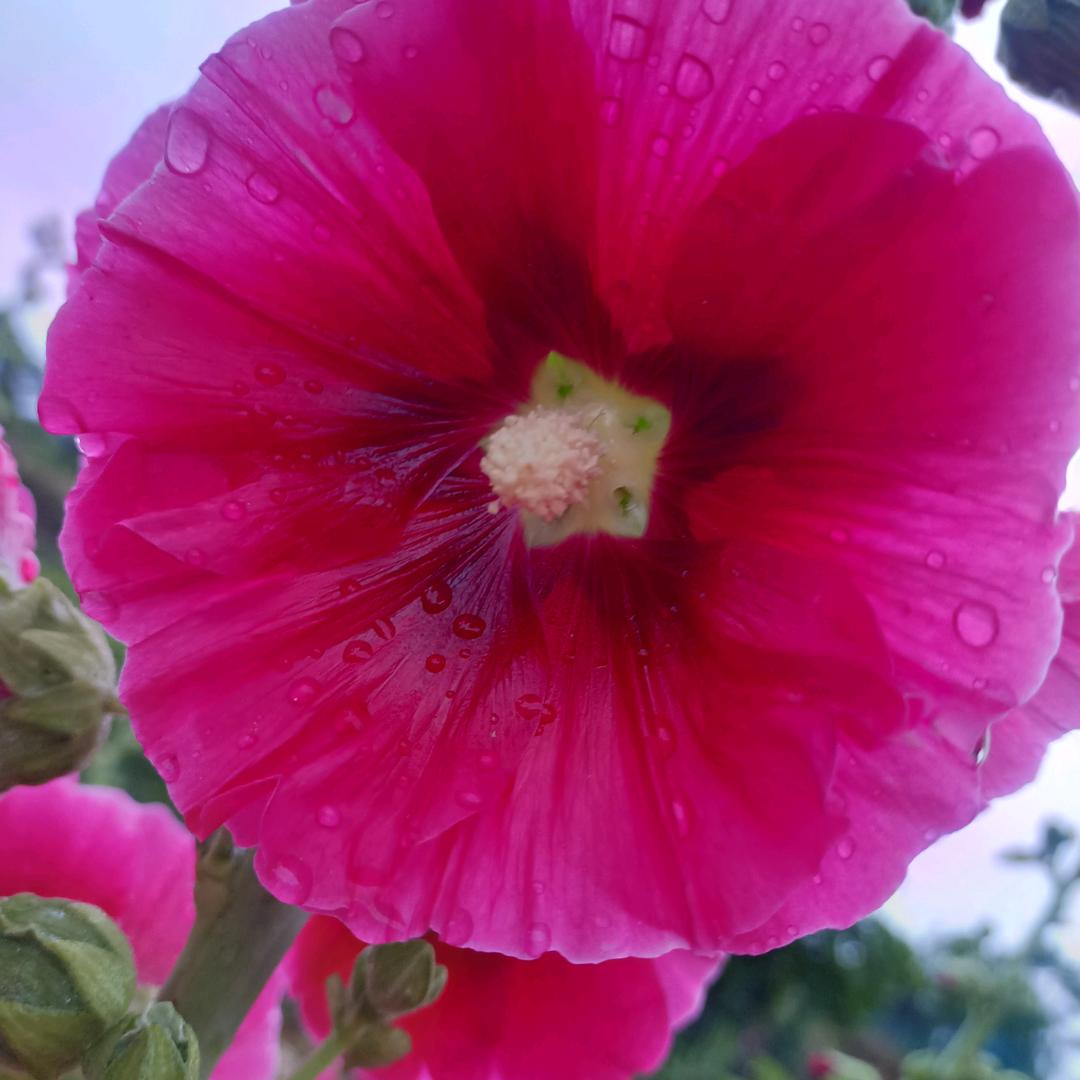 ໑ຼₒ₂₃ღ᭄傻丫头🕊꧔ꦿ᭄💞