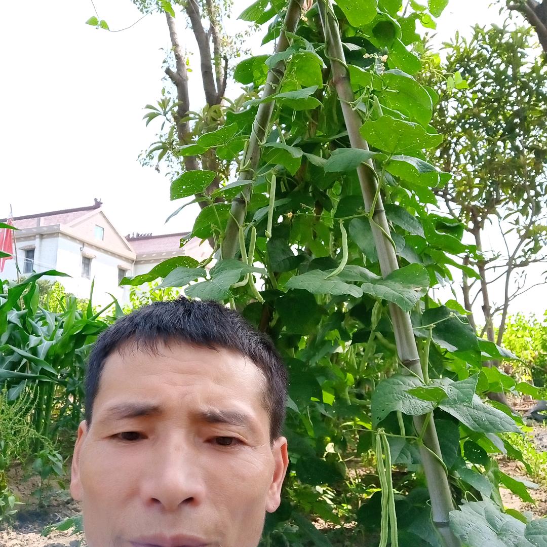 老徐养蜜蜂666666
