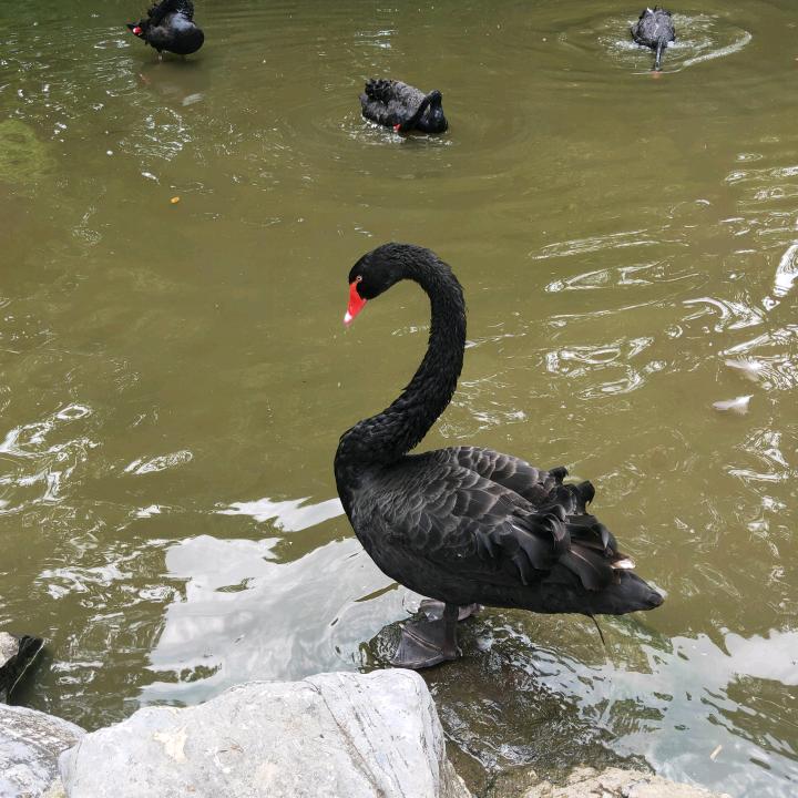 林玲
