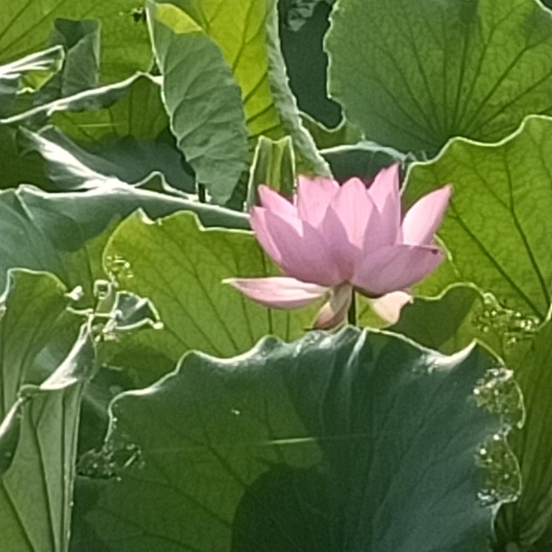 湖水清清