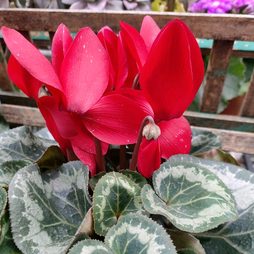 红颜🌹