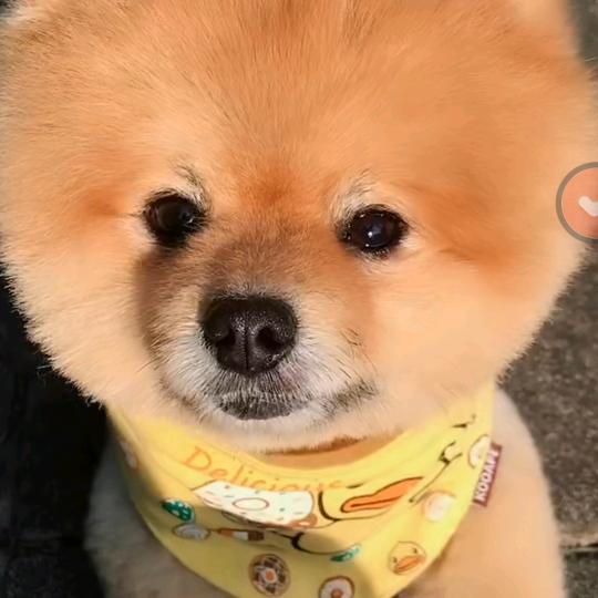 大明哥