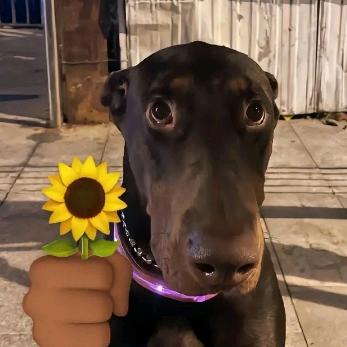 上课保证不睡觉🏓