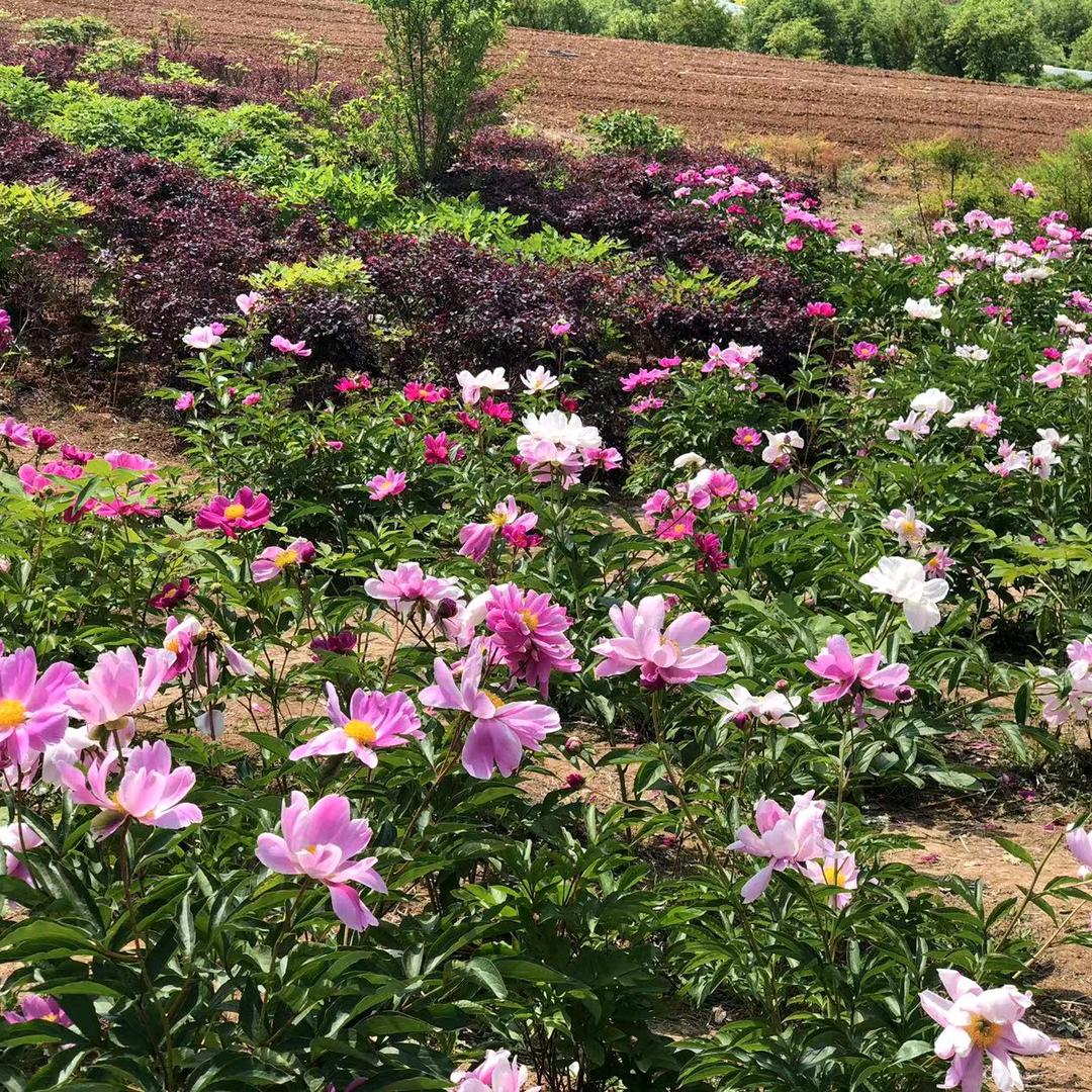 格桑花