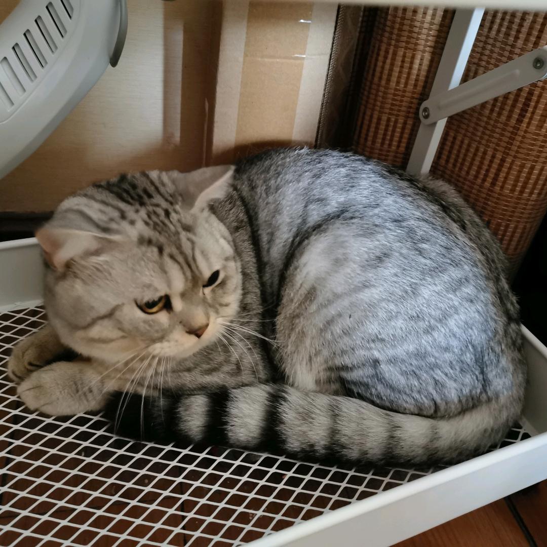蓝朵头像