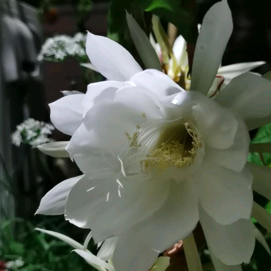 雪花飘飘