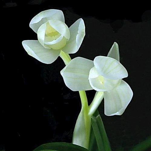 兰花小桃