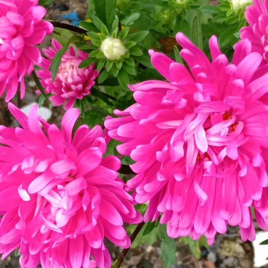 龙发房产：韩萍