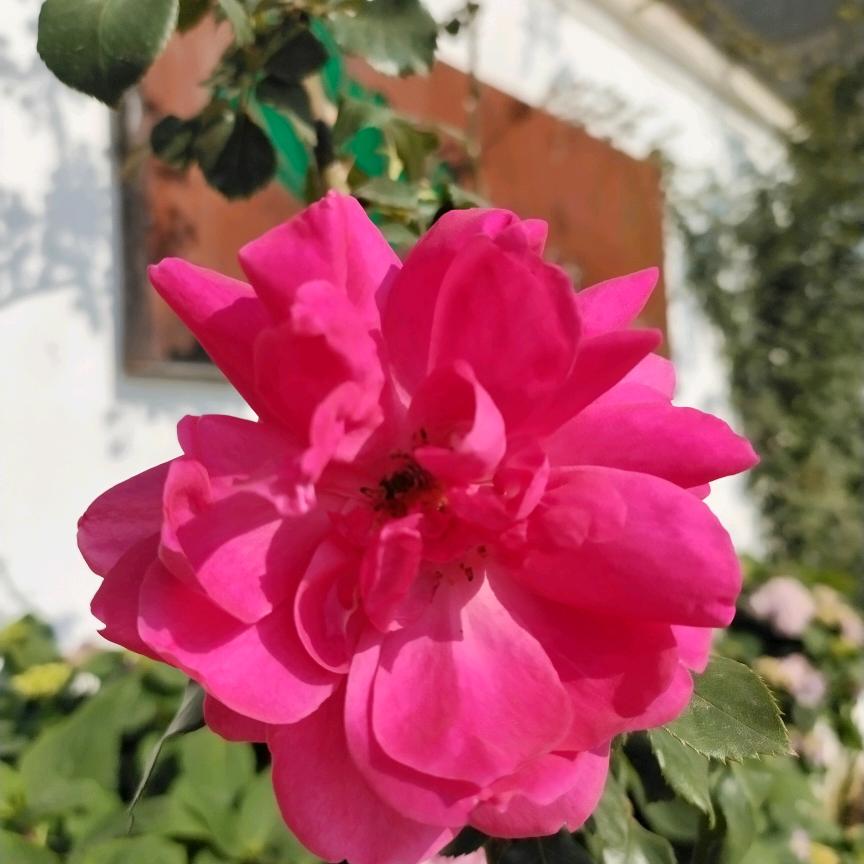 白林