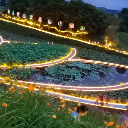 招蜂影碟