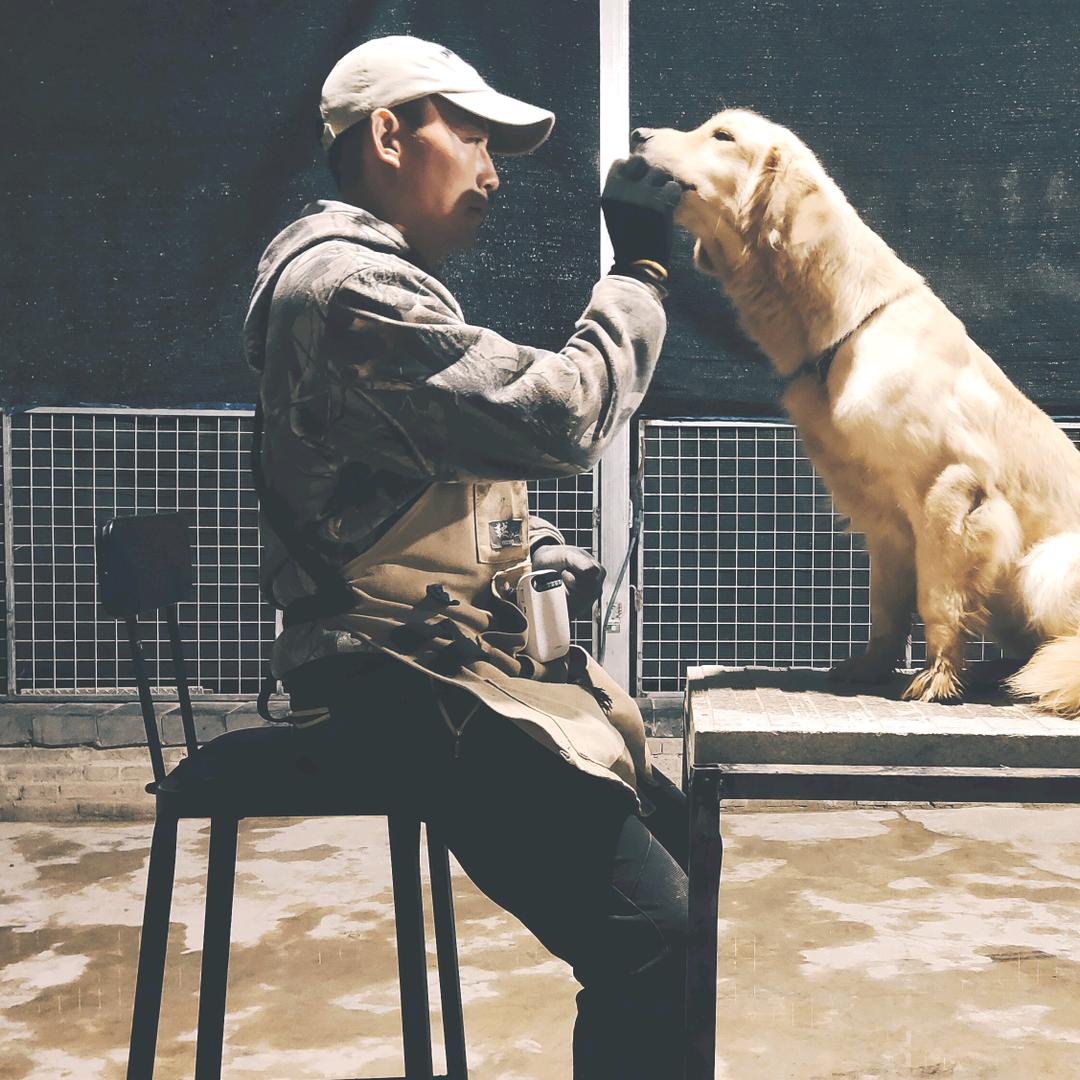 杨教兽训犬
