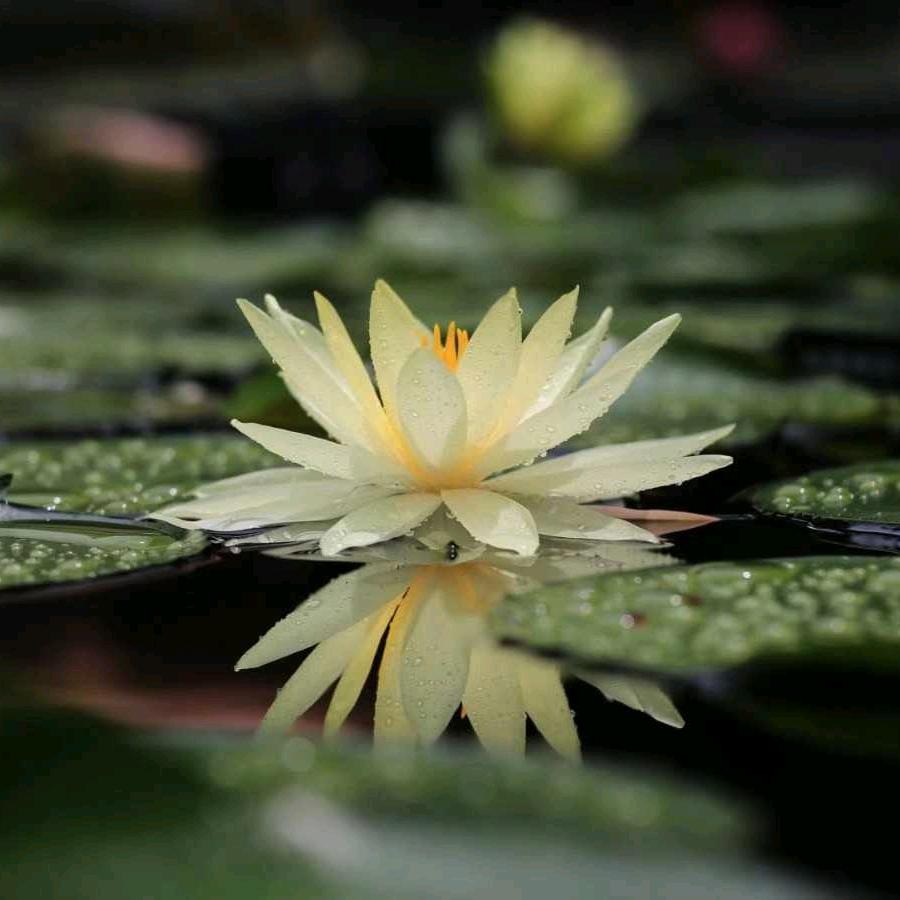 雨瑶(*^▽^*)头像