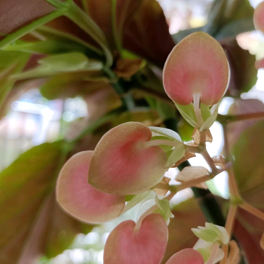 丫头（首播）💃