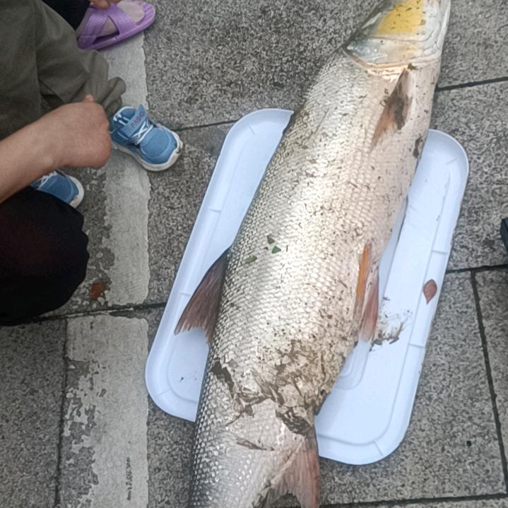 泉水抓木机