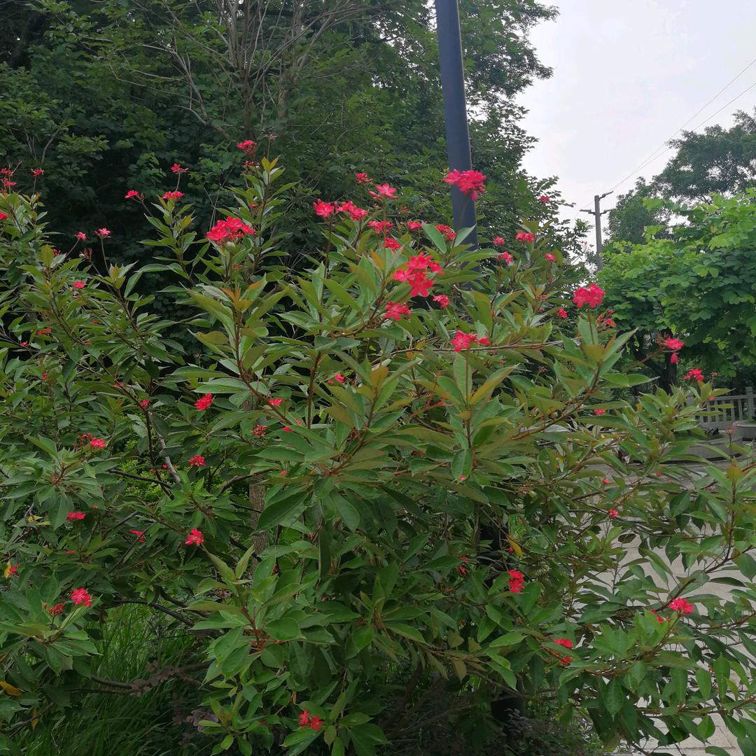 兰兰🌹🌹🌲🌲