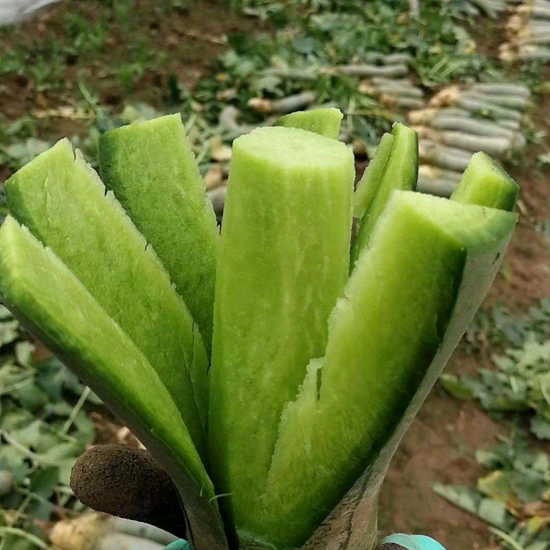 潍坊潍县萝卜基地