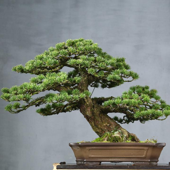 溪岳品栽