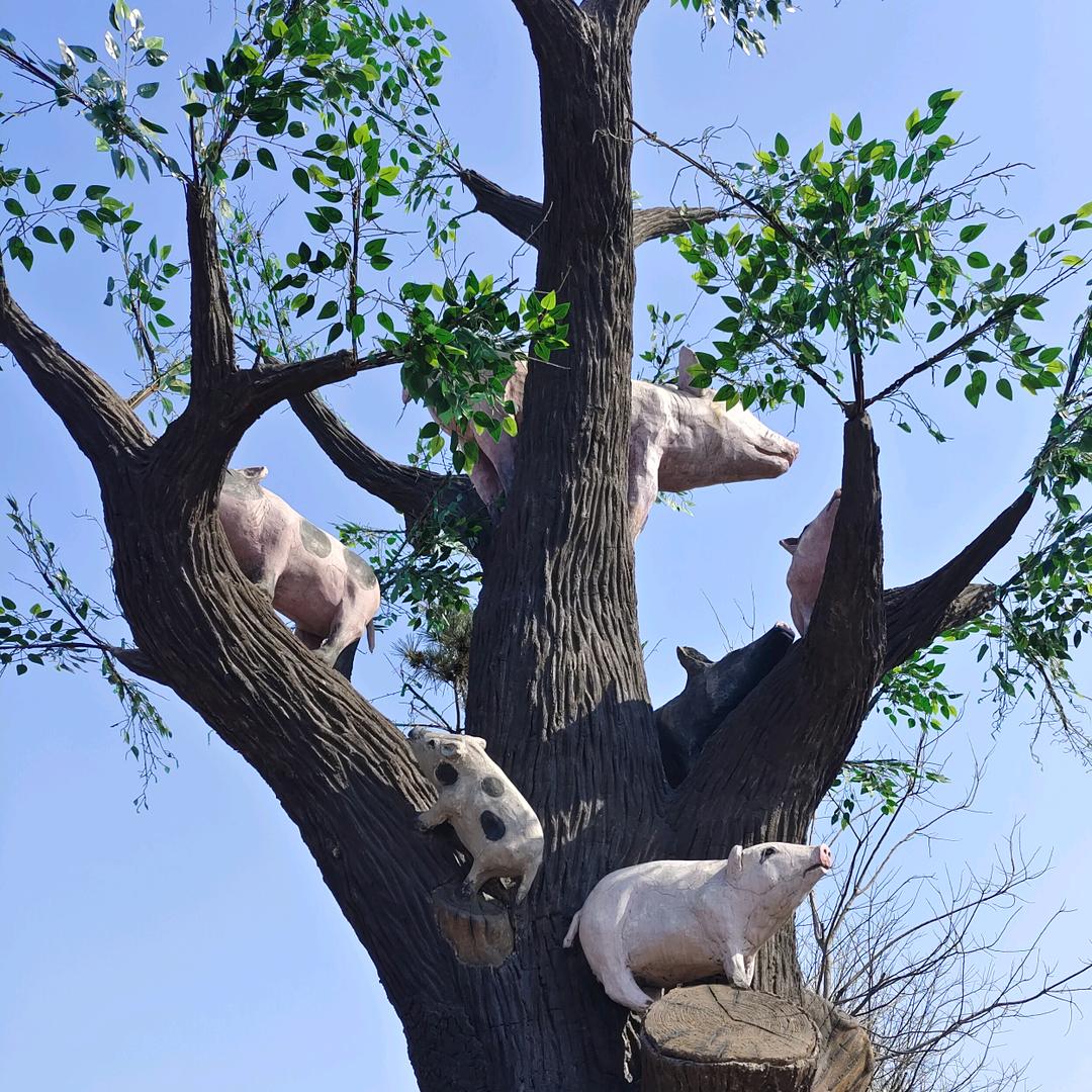 西风K瘦马