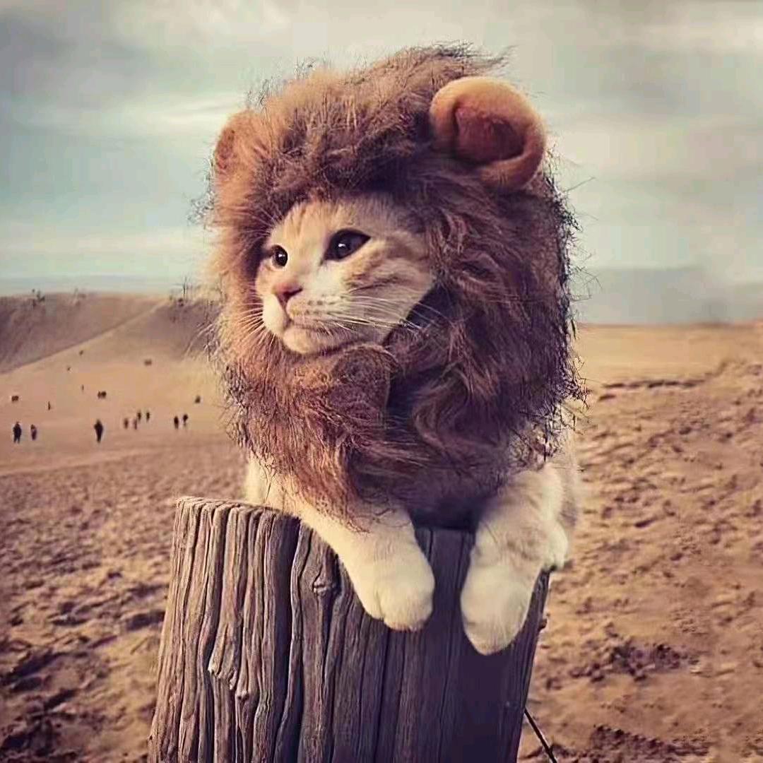 智橙技术转移、科技投资