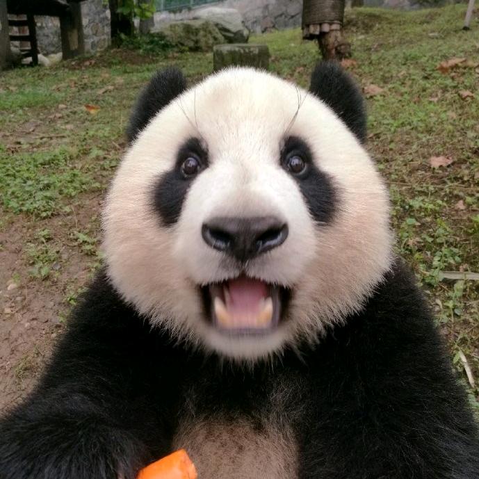 熊猫……