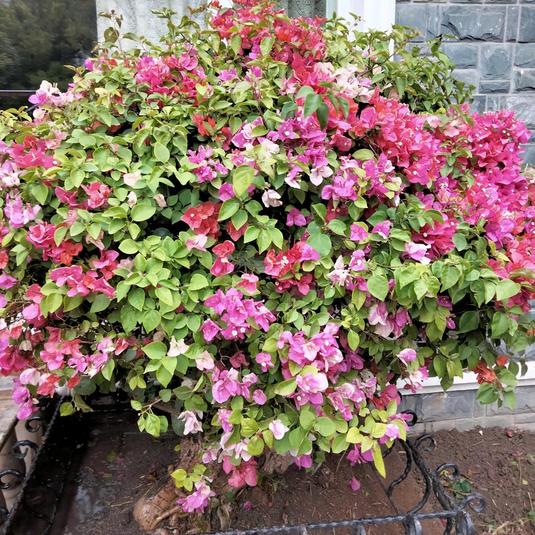 顺其自然5450360598194