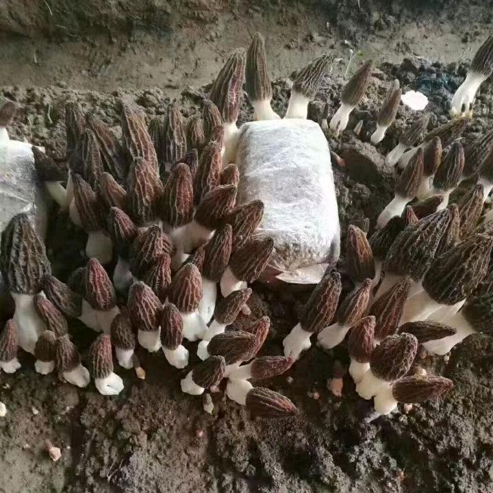 致钢实业羊肚菌