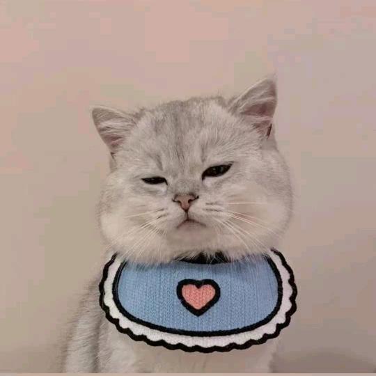 梦三鸽子