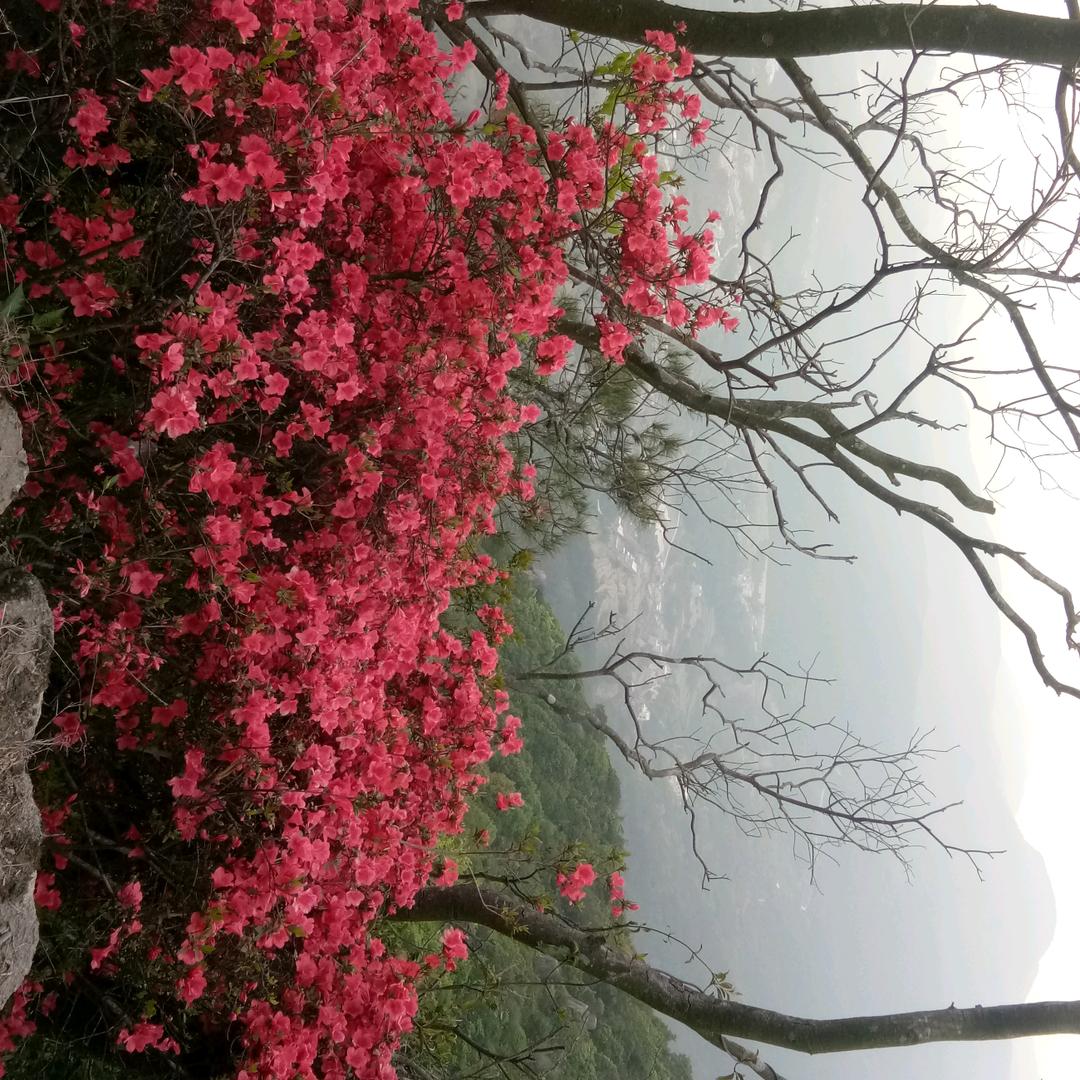 丽姐藏红花