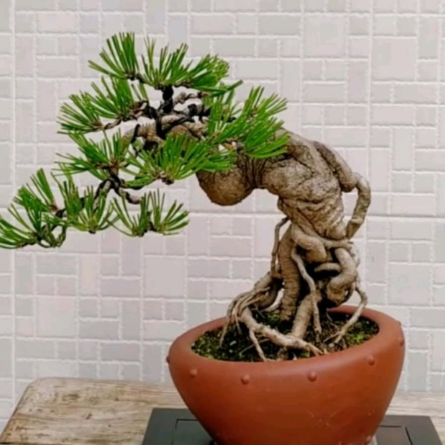 雀之盆景园