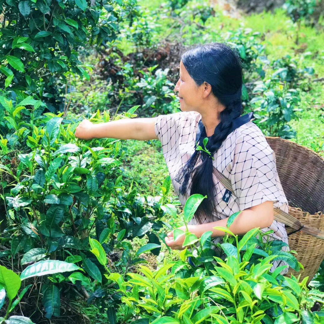 茶乡人家（懂过）
